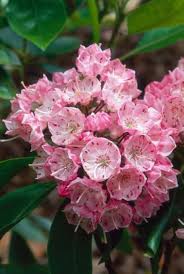 Pink Laurel Flower Seeds – Heirloom, Non-GMO, High Germination Organic Garden Seeds for Planting