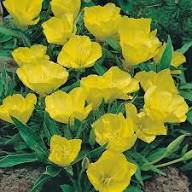 Yellow Oenothera Lamarckiana Flower Seeds – Heirloom, Non-GMO, High Germination Organic Seeds