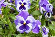 Viola Flower Seeds – Heirloom Non-GMO High Germination Organic Garden Seeds
