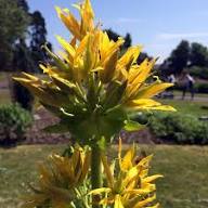Yellow Gentiana Lutea Flower Seeds Heirloom Non-GMO High Germination Organic Garden Seeds for Planting