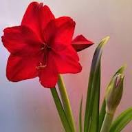Red Giant Amaryllis Flower Seeds – Heirloom Non-GMO High Germination Seeds