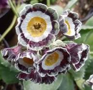 Primula Auricula Flower Seeds Green Purple Heirloom Non-GMO High Germination Organic Garden Seeds for Planting