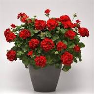 Red Gerenum Flower Seeds – Heirloom Non-GMO High Germination Organic Garden Seeds for Planting