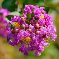 Pink Crepe Myrtle Flower Seeds – Heirloom, Non-GMO, High Germination Seeds