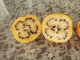 Brown Sicana Seeds Heirloom Non-GMO High Germination Organic Garden Seeds for Planting
