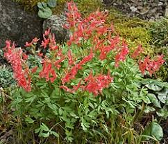 Red Corydalis Lutea Flower Seeds – Heirloom Non-GMO High Germination Seeds