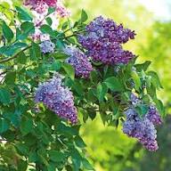 Purple Common Lilac Flower Seeds for Planting Heirloom Non-GMO High Germination Organic Garden Seeds