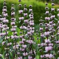 Purple Phlomis Flower Seeds Heirloom Non-GMO High Germination Organic Garden Seeds for Planting