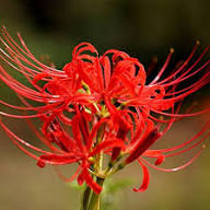 Red Higanbana Flower Seeds – Heirloom Non-GMO High Germination Organic Garden Seeds for Planting
