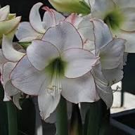 White Hippeastrum Flower Seeds for Planting Heirloom Non-GMO High Germination Organic Garden Seeds