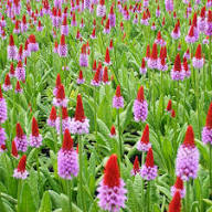 Red Pink Orchid Primrose Flower Seeds for Planting (Heirloom, Non-GMO) High Germination Organic Garden Seeds