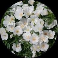White Godetia Flower Seeds – Heirloom, Non-GMO, High Germination Organic Garden Seeds