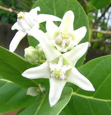 Weiße Calotropis-Blumensamen – Alte Sorte, gentechnikfrei, keimstark, Bio-Gartensamen zum Pflanzen