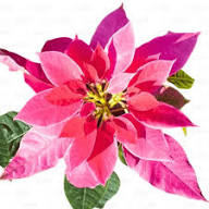 Pinker Weihnachtsstern Samen – Alte Sorte, gentechnikfrei, keimstark, Bio-Gartensamen zum Pflanzen