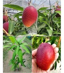 Tommy Atkins Mango Fruit Seeds for Planting – Heirloom Non-GMO High Germination Organic Garden Seeds for Tropical Sweet Mango Seeds for Planting