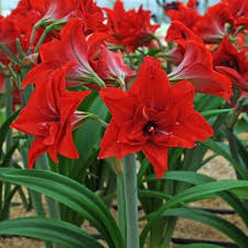 amaryllis hippeastrum flower seeds