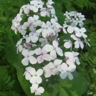 White Lunaria Rediviva Flower Seeds for Planting – Heirloom Non-GMO High Germination Organic Garden Seeds