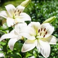 White Lilium Flower Seeds Heirloom Non-GMO High Germination Organic Garden Seeds for Planting