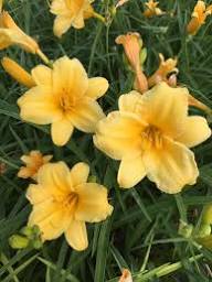 Yellow Hemerocallis Flower Seeds – Heirloom Non-GMO High Germination Organic Garden Seeds