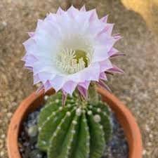 Mixed Echinopsis Flower Seeds – Heirloom, Non-GMO, High Germination Seeds