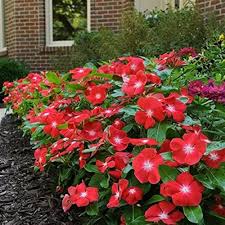 Periwinkle Flower Seeds Heirloom Non-GMO High Germination Organic Garden Seeds for Planting