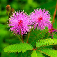 Purple Mimosa Flower Seeds – Heirloom, Non-GMO, High Germination Organic Garden Seeds for Planting Seeds for Planting