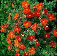 Rote Fingerkraut-Blumensamen – Alte Sorte, gentechnikfrei, hohe Keimrate, Bio-Gartensamen zum Pflanzen