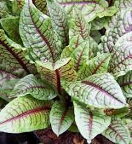 Red Sorrel Seeds for Planting – Heirloom, Non-GMO, High Germination Organic Garden Seeds
