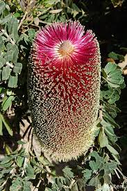 Banksia Flower Seeds Purple for Planting – Heirloom Non-GMO High Germination Organic Seeds