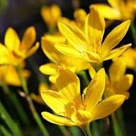 Yellow Zephyranthes Flower Seeds – Heirloom Non-GMO High Germination Organic Garden Seeds