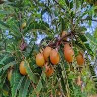 Poorman Red Gooseberry Tree Seeds for Planting – Heirloom, Non-GMO, High Germination Organic Garden Seeds