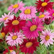 Pink Pyrethrum Daisy Perennial Flower Seeds Heirloom Non-GMO High Germination Organic Garden Seeds for Planting
