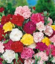 Carnation Flower Seeds – Heirloom, Non-GMO, High Germination Organic Garden Seeds for Planting Seeds for Planting