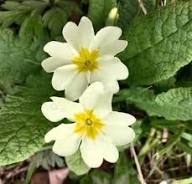 Schlüsselblume Blumensamen Gelb – Erbstück, gentechnikfrei, hohe Keimfähigkeit Bio-Gartensamen zum Pflanzen
