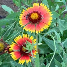 majestic blanket flower seeds