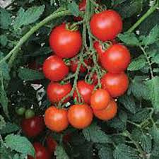 Heirloom Tomato Homestead Planting Seeds for Planting Non-GMO High Germination Organic Garden Seeds