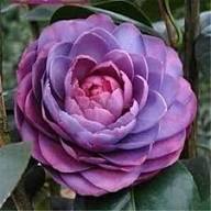 Purple Camellia Flower Seeds for Planting – Heirloom Non-GMO High Germination Organic Garden Seeds Seeds for Planting