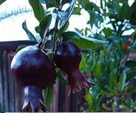 Black Pomegranate Fruit Seeds for Planting Heirloom Non-GMO High Germination Organic Garden Seeds