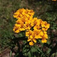Yellow Tagetes Lucida Flower Seeds Heirloom Non-GMO High Germination Organic Seeds