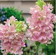 Pink Tuberose Flower Seeds Heirloom Non-GMO High Germination Organic Garden Seeds for Planting