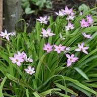 Semillas de Flor Ipheion Uniflorum Rosa – Herencia, No OGM, Semillas Orgánicas de Alta Germinación para Jardín