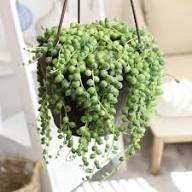 Pearl Plant Seeds Green – Heirloom, Non-GMO, High Germination Organic Garden Seeds for Planting