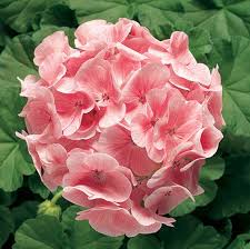 Semillas de Flores de Pelargonio Blanco Anaranjado – Semillas de Jardín Orgánicas, No-GMO, de Alta Germinación, de Variedad Tradicional para Sembrar