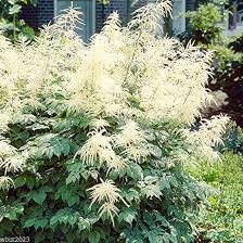 White Aruncus Dioicus Flower Seeds Heirloom Non-GMO High Germination Organic Garden Seeds for Planting