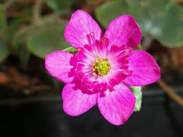 Pink Hepatica Nobilis Flower Seeds – Heirloom, Non-GMO High Germination Seeds for Planting | Organic Garden Seeds