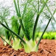 Fennel Plant Seeds Green Heirloom Non-GMO High Germination Organic Garden Seeds for Planting