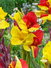 Yellow Red Cleopatra Flower Seeds – Heirloom Non-GMO High Germination Organic Garden Seeds