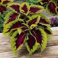 Coleus Jazz Velvet Flower Seeds for Planting – Heirloom Non-GMO High Germination