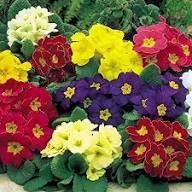 Primrose Double Petals Flower Seeds Mixed – Heirloom, Non-GMO, High Germination Organic Garden Seeds for Planting