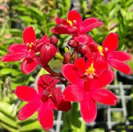 Red Epidendrum Rubrum Flower Seeds for Planting (Heirloom, Non-GMO) High Germination Organic Garden Seeds
